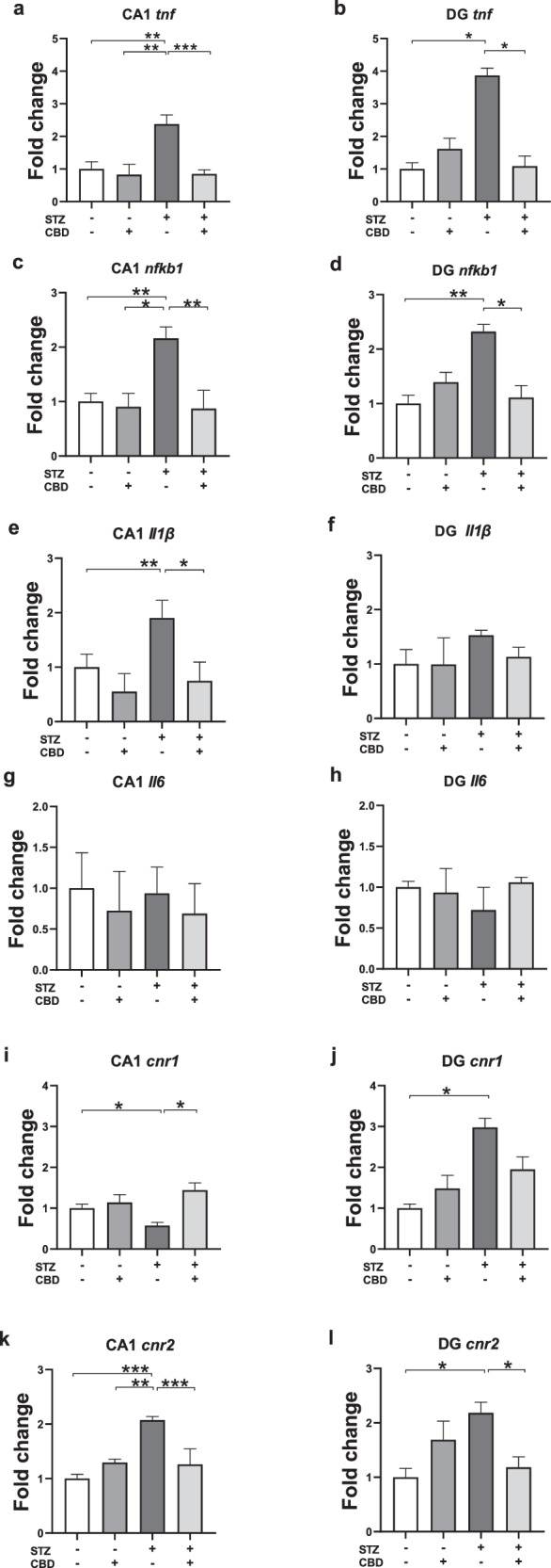 Effects of Chronic CBD Administration on mRNA Expression of Neuroinflammatory Markers and CB1/CB2 Receptors in the CA1 and DG of Rats with ICV-STZ-Induced AD.Animals in the STZ-Veh group exhibited higher mRNA levels of TNFα in the CA1 compared to all other experimental groups a and compared to the aCSF-Veh and STZ-CBD groups in the DG b. Animals in the STZ-Veh group exhibited higher mRNA levels of NF-kB1 in the CA1 compared to all other experimental groups c and compared to the aCSF-Veh and STZ-CBD groups in the DG d. Animals in the STZ-Veh group showed elevated IL-1β mRNA levels compared to the aCSF-Veh and STZ-CBD groups in the CA1 e; no differences between the groups were observed in IL-1β mRNA levels in the DG f. No differences between the groups were observed in IL-6 mRNA levels in the CA1 g nor in the DG h. Compared to the aCSF-Veh and STZ-CBD groups, animals in the STZ-Veh group exhibited reduced CB1r mRNA levels in the CA1 i and increased CB1r mRNA levels in the DG j. k, l Animals in the STZ-Veh group exhibited higher mRNA levels of CB2r mRNA levels in the CA1 compared to all other experimental groups k and compared to the aCSF-Veh and the STZ-CBD groups in the DG. (n = 5–8 per group), *p < 0.05, **p < 0.01, ***p < 0.001.