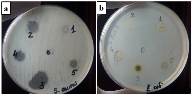 Inhibition zone diameters of PVA and PVA films loaded with plant extracts S. aureus (a); E. coli (b). 0, PVA; 1, PVA–LE; 2, PVA–VE; 3, PVA–SE; 4, PVA–CE; 5, PVA–ME.
