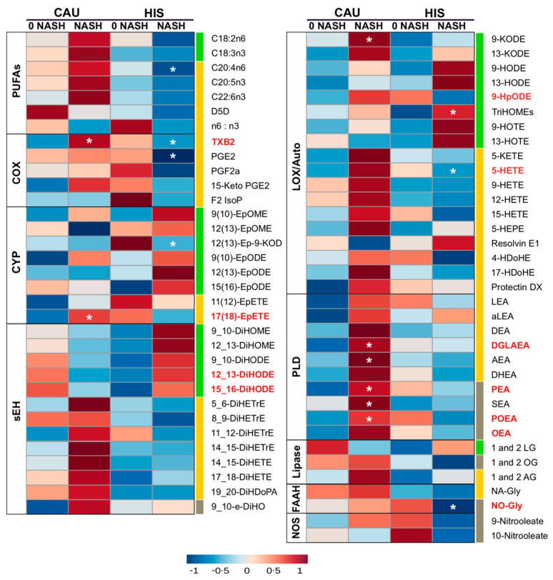 Heatmap illustrating fold changes and differences in plasma polyunsaturated fatty acids (PUFAs) and lipid mediators between non-alcoholic steatohepatitis (NASH) compared to NASH-free (0-NASH) in primary cohort. Fold changes are indicated by color and intensity, with red indicating an increase, and blue indicating a decrease. Lipids different in NASH vs. 0-NASH (t-test raw p < 0.05) are noted by (*). Ethnicity-related differences, or interaction (ethnicity × NASH) (ANCOVA raw p < 0.05) are marked with bold red color. C18 PUFAs and related lipids are marked with “green”; long chain-PUFAs and related lipids are marked with “yellow”; saturated fatty acids (SFA) and monounsaturated fatty acid (MUFA) related lipids are marked with “grey”. Means and p-values are detailed in Table S3. Fatty acids are described by number of carbons and double bounds of the fatty acyl moiety (i.e., C18:2n6). NASH (n = 6 Hispanic (HIS) and 3 Caucasian (CAU); 0-NASH (n = 4 HIS and 5 CAU). ADH, alcohol dehydrogenase; AEA, arachidonoyl ethanolamine; AG, arachidonoyl glycerol; DEA, docosatetraenyl ethanolamide; DGLEA, dihomo-gamma-linolenoyl ethanolamide; DH, dehydrogenase; DHEA, docosahexaenoyl ethanolamide; DiHDoPA, dihydroxydocosapentaenoic acid; DiHETE, dihydroxyeicosatetraenoic acid; DiHETrE, dihydroxyeicosatrienoic acid; DiHO, dihydroxyoctadecanoic acid; DiHODE, dihydroxyoctadecadienoic acid; DiHOME, dihydroxyoctadecenoic acid; Elov, fatty acid elongase; Ep-KODE, epoxyoxooctadecenoic acid; EpETE, epoxyeicosatetraenoic acid; EpODE, epoxyoctadecadienoic acid; EpOME, epoxyoctadecenoic acid; F2-IsoP, F2 isoprostanes; FAAH, fatty acid amide hydrolase; Fads, fattyaciddesaturase; HDoHE, hydroxydocosahexaenoic acid; HEPE, hydroxyeicosapentaenoic acid; HETE, hydroxyeicosatetraenoic acid; HODE, hydroxyoctadecadienoic acid; HOTE, hydroxyoctadecatrienoic acid; HpODE, hydroperoxyoctadecadienoic acid; KETE, keto-eicosatetraenoic; KODE, keto-octadecadienoic acid; LEA, Linoleyl ethanolamine; LG, linoleoylglycerol; LOX, lipoxygenase; NA-Gly, arachidonylglycine; NAPES, N-acylphosphatidyl ethanolamine-specific; NO-Gly; OEA, oleoyl ethanolamine; OG, oleoylglycerol; PEA, palmitoyl ethanolamine; PGE, prostaglandin E; PGF, prostaglandin F; POEA, palmitoleoyl ethanolamide; SEA, stearoyl ethanolamide; sEH, soluble epoxide hydrolase; TriHOME, trihydroxyoctadecaenoic acid; TXB, thromboxane.