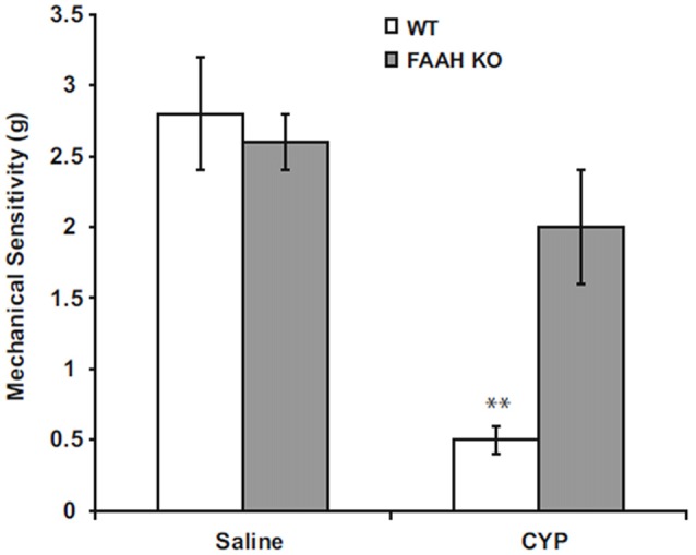 Peripheral mechanical sensitivity determined by application of von Frey monofilaments to hind paws 24 h after treatment with intraperitoneal saline (controls) or CYP (150 mg/kg). Mean ± SEM. **p < 0.01; vs. saline treated; n = 6–8. Reprinted by permission from the publisher of Journal of Molecular Neuroscience, Nature/Springer/Palgrave; (Wang et al., 2015b).