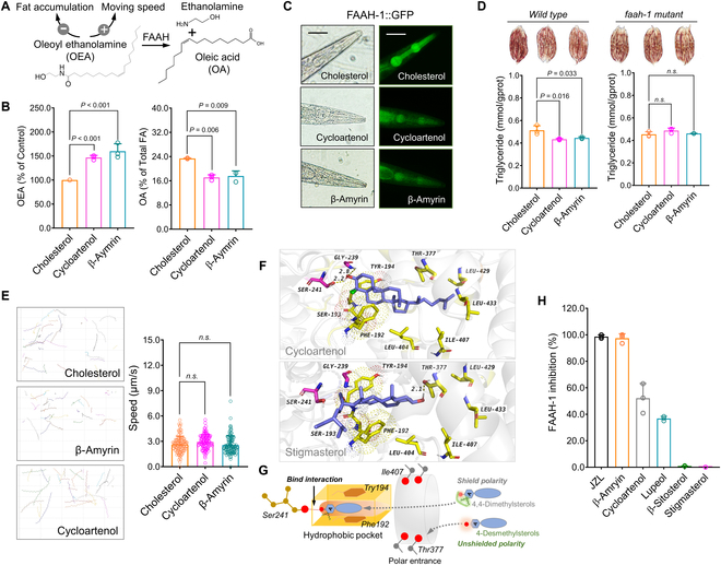 DMS exhibits inhibitory effect on FAAH-1 activity in C. elegans and in vitro. (A) OEA is a signal lipid involved in fat accumulation and locomotion. (B) Supplementation of DMS (cycloartenol and β-amyrin) leads to an increase in OEA levels and a reduction in OA levels in C. elegans. (C) Cycloartenol and β-amyrin decrease FAAH-1 expression in the pharynx by using FAAH-1::GFP transgenic worms (scale bar: 50 μm). (D and E) Genetic ablation of faah-1 abolished the effects of DMS on fat accumulation (D) and average moving speed (E). (F) An example of docking result between cycloartenol and FAAH-1 protein after molecular docking screening of various phytosterols using AutoGrid4 and AutoDock4 software. (G) Proposed mechanism of FAAH-1 inhibition by DMS via bonding to Ser241 residue. (H) Inhibitory activity assay by using purified human recombinant FAAH-1 enzyme confirms DMS as inhibitors of FAAH-1 in vitro. Significant differences among 3 or more mean values were determined using one-way ANOVA with Tukey’s multiple comparisons test.