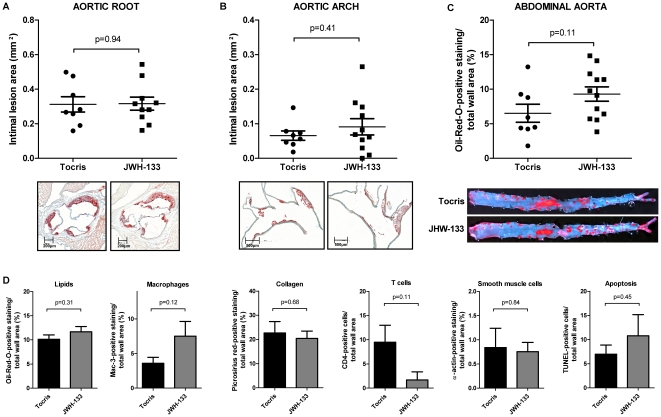 Treatment with the CB2 agonist JWH-133 does not modulate atherosclerosis in mice.A and B, LDLR−/− mice consuming high cholesterol diet for 16 weeks (HCD) received intraperitoneal injections of 5 mg/kg JWH-133 (N = 10) or vehicle control (Tocris, N = 8) three times a week. Intimal lesion area in the aortic root (A) and arch (B) are diplayed as pooled data ± SEM; representative images stained for lipid deposition (Oil-red-O) are shown below the corresponding graph. C, The abdominal aortas of mice treated as described above underwent en face analysis of lipid deposition. Oil-red-O-positive staining in relation to total wall area was quantified and is displayed as pooled data ± SEM (N = 8 and 10); representative images are shown below. D, Sections of aortic roots of mice treated as described above were analyzed for lipid-, macrophage-, collagen-, T cell-, smooth muscle cell- and apoptotic cell content. Oil-red-O-, Mac-3-, picosirius red-, CD4-, α-actin- and TUNEL-positive staining in relation to total wall area is given as mean ± SEM (N = 8 and 10).