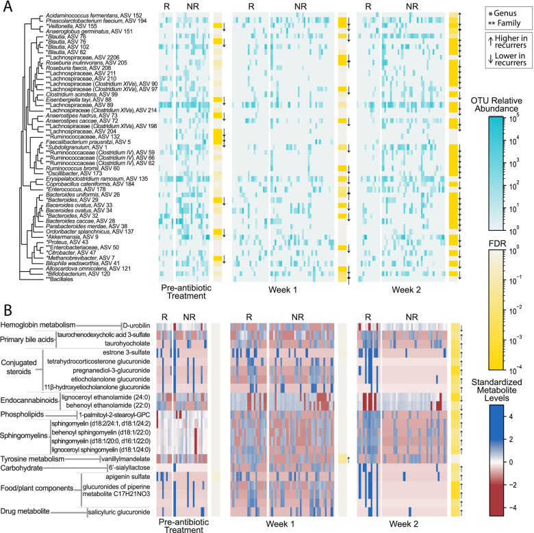 Gut microbiome taxa and metabolite levels differed significantly between CDI recurrent and non-recurrent participants. A Univariate analyses of 16S rRNA gene amplicon sequencing data found 51 out of 237 amplicon sequencing variants (ASVs) (post-filtering to remove rare or low-variance taxa), were significantly differentially abundant between recurrers versus non-recurrers. B Univariate analyses of LC/MS untargeted metabolomics found 22 out of 1387 metabolites (post-filtering to remove rare or low-variance metabolites), were significantly differentially abundant between recurrers versus non-recurrers. Metabolite levels shown are log-transformed and standardized. R = recurrers, NR = non-recurrers. Arrows denote the direction of the statistically significant effect. Participants (columns) were ordered in the figure via hierarchical clustering