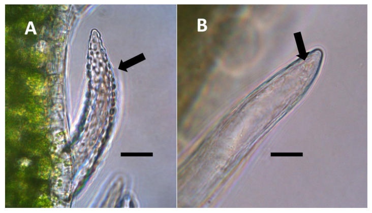 Trichomes of Ailanthus altissima. (A) Pitted filamentous trichome (arrow) grown in air, stained with acidified diphenylamine to show nitrate (blue-purple color) in hair and abundance of lateral pits (Bar = 10 µm). (B) Trichome grown in air with elevated carbon dioxide, stained with acidified diphenylamine showing absence of nitrate and lateral pits; non-replicated bacterial rods (arrow) are seen in the hair tip (Bar = 10 µm).