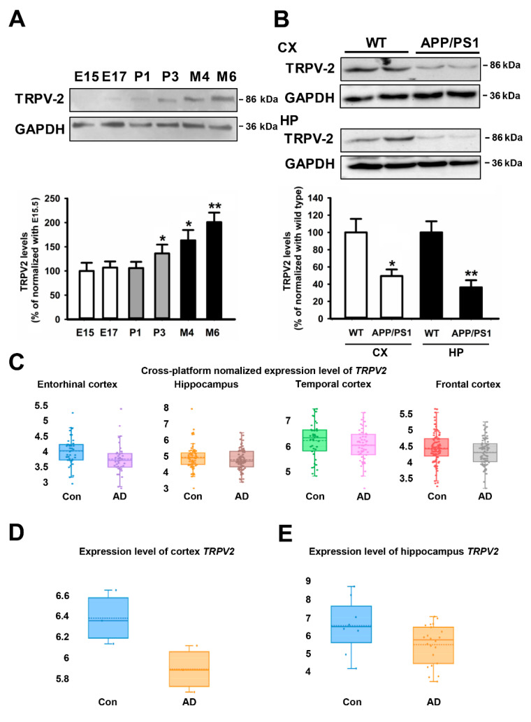TRPV2 levels were decreased in both AD patients and APP/PS1 mice. (A) The TRPV2 levels were measured in the brain whole-protein extracts from mice at the indicated age (E is embryos, P is days and M is months). The data are represented as the mean ± SEM (n = 4 mice/group). * p < 0.05, and ** p < 0.01 are compared to the E15.5 by the Tukey’s test. (B) Cortex and hippocampus protein extracts were obtained at 6 months of age from wild-type (WT) and two transgenic AD mice models (APP/PS1) who were subjected to the TRPV2 antibody. The data are represented as the mean ± SEM for four different mice per genotype. * p < 0.05, and ** p < 0.01 compared to controls as obtained by the Student’s t-test. (C) Transcriptional expression levels of TRPV2 in entorhinal, temporal, and frontal cortex and hippocampus tissues of the patients with AD in the cross-platform database (entorhinal cortex: GSE26927, GSE26972, GSE48350, GSE5281; hippocampus: GSE28146, GSE29378, GSE36980, GSE48350, GSE5281; temporal cortex: GSE29652, GSE36980, GSE37263, GSE5281; frontal cortex: GSE12685, GSE36980, GSE48350, GSE5281, GSE53890, GSE66333; control, n = 19; AD patient, n = 19). (D) Transcriptional downregulation of TRPV2 in the entorhinal cortex of the tissue samples from patients with AD in the GSE26972 database (control, n = 19; AD patient, n = 19). (E) Transcriptional downregulation of TRPV2 in the hippocampus of the tissue samples from patients with AD in the GSE28146 database (control, n = 19; AD patient, n = 19).