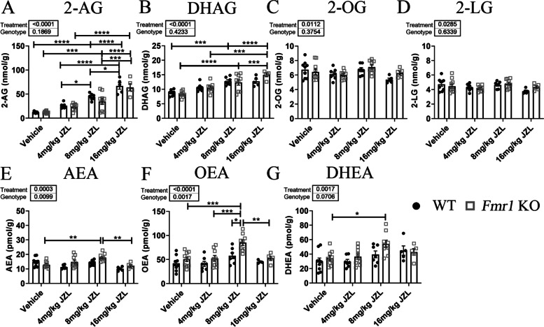 Effects of JZL-184 treatment on mouse cortical lipidomic profile. Mouse brain levels of 2-arachidonoyl-sn-glycerol (2-AG, A), docosahexaenoylglycerol (DHAG, B), 2-oleoylglycerol (2-OG, C), 2-linoleoyl glycerol (2-LG, D), anandamide (AEA, E), oleoylethanolamide (OEA, F), and docosahexaenoyl ethanolamide (DHEA, G) 4 h post-treatment in Fmr1 KO and WT mice treated with 4, 8, or 16 mg/kg JZL-184 or vehicle. Values represent means per group and error bars indicate the standard error of the mean (SEM). Statistical analysis was performed using the two-way ANOVA for all comparisons. *p < 0.05, **p < 0.01, ***p < 0.001, ****p < 0.0001. Vehicle WT, N = 8–9; 4 mg/kg JZL-184 WT, N = 6–7; 8 mg/kg JZL-184 WT, N = 7; 16 mg/kg JZL-184 WT, N = 4–5; vehicle Fmr1 KO, N = 9–10; 4 mg/kg JZL-184 Fmr1 KO, N = 9; 8 mg/kg JZL-184 Fmr1 KO, N = 9; 16 mg/kg JZL-184 Fmr1 KO, N = 5. Excluded: AEA, 4 mg/kg JZL-184 WT, N = 1; vehicle Fmr1 KO, N = 1. OEA, 16 mg/kg JZL-184 WT, N = 1. DHAG, vehicle WT, N = 1