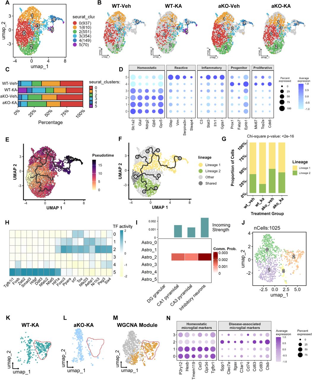 Mgll deletion alters astrocyte functional states and suppresses disease-associated microglia (DAM) activation. (A) UMAP visualization of astrocytes clustered into 6 distinct subclusters (Clusters 0∼5). (B) UMAP plots split by experimental group (WT-Veh, WT-KA, aKO-Veh, and aKO-KA), visualizing the distribution of astrocyte subclusters across conditions. (C) Stacked bar chart showing the percentage composition of each astrocyte subcluster within the four experimental groups. (D) Dot plot of canonical marker genes used to annotate astrocyte states: Homeostatic, Reactive, Inflammatory, Progenitor, and Proliferative. Dot size represents the percentage of expressing cells, and color intensity indicates average expression levels. (E) Pseudotime trajectory analysis of astrocyte subpopulations, colored by pseudotime values. (F) UMAP showing the bifurcation of astrocyte trajectories into two distinct lineages (Lineage 1 in yellow and Lineage 2 in green). (G) Quantification of the proportion of cells belonging to Lineage 1 versus Lineage 2 across experimental groups. Statistical significance was determined using the Chi-square test. (H) Heatmap displaying the activity of key transcription factor regulons across astrocyte clusters (0∼5). (I) Cell-cell communication analysis (CellChat) illustrating the communication probability between astrocyte subclusters (rows) and neuronal populations (columns). (J) UMAP visualization of microglia clustered into distinct subpopulations. (K∼M) UMAP plots highlight a specific disease-associated microglial module identified by hdWGCNA. The red dashed line indicates a population of activated microglia present in WT-KA (K) but largely absent in aKO-KA (L), corresponding to the hdWGCNA module (M). (N) Dot plot showing the expression of Homeostatic microglial markers and Disease-associated microglial (DAM) markers across microglial clusters.