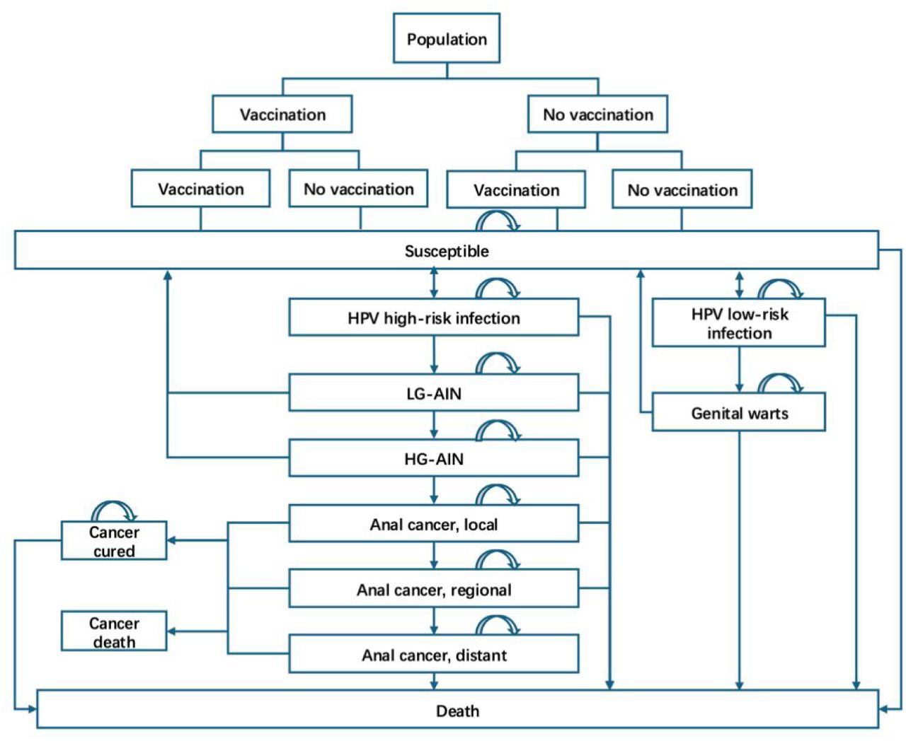 Markov model structure.HIV: Human Immunodeficiency Virus; HPV: Human Papillomavirus; LG-AIN: Low-Grade Anal Intraepithelial Neoplasia; HG-AIN: High-Grade Anal Intraepithelial Neoplasia.