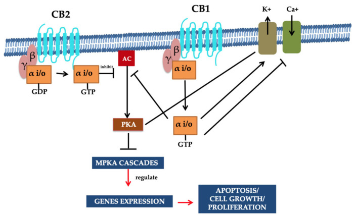 Signaling pathways of CB1 and CB2 receptors. G proteins are associated with CBR (i.e., CB1 and CB2). The inhibition of adenylyl cyclase activity and the stimulation of the variant MAPK cascades were demonstrated through these receptors’ activation. Moreover, the CB1 cannabinoid receptor facilitates the regulation of the voltage gated Ca2+ channels as they are negatively regulated, and inwardly resolving K+ channels are positively regulated. Intracellular free Ca2+ increase is prompted through phospholipase C (PLC) activation. The inhibition of gene expression is facilitated by the PKA, and reduction in cAMP directs cannabinoid-mediated inhibition. It is resulting in the MAPK cascade activation associated with cell survival or apoptosis. Such signaling pathways/mechanisms are associated with the multiple functions of the cells that are regulated through CBR. Reprinted from Ref. [24] with permission from Elsevier. License Number: 5066110366934.