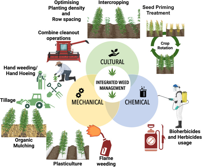 Weed management strategies in hemp cultivation