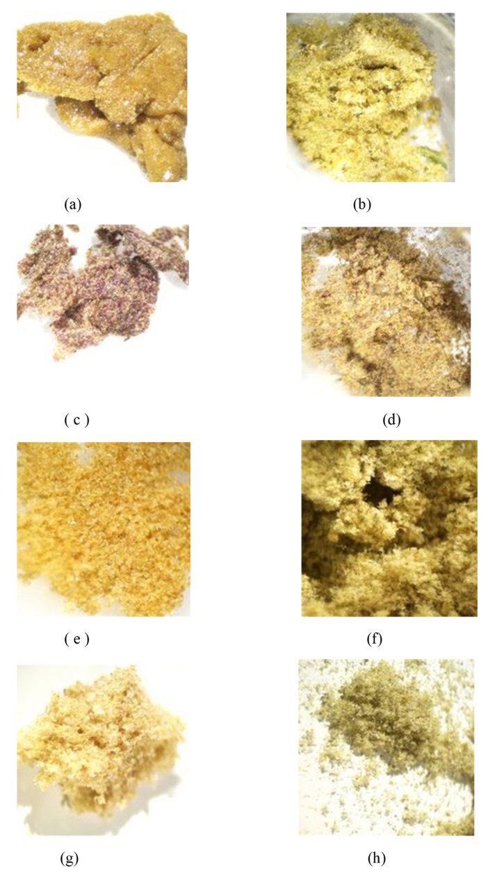 (a) Sample of Kryo-Kief™ from Doug Fir Type I chemovar; (b) sample of dried kief from Doug Fir Type I chemovar; (c) sample of Kryo-Kief™ from Astral Works Type II chemovar; (d) sample of dried kief from Astral Works Type II chemovar; (e) sample of Kryo-Kief™ from Tangie Biscotti Type I chemovar; (f) sample of dried kief from Tangie Biscotti Type I chemovar; (g) sample of Kryo-Kief™ from Ursa Major Type I chemovar; (h) sample of dried kief from Ursa Major Type I chemovar (images provided with permission of Lightscale Labs, Portland, OR, USA).