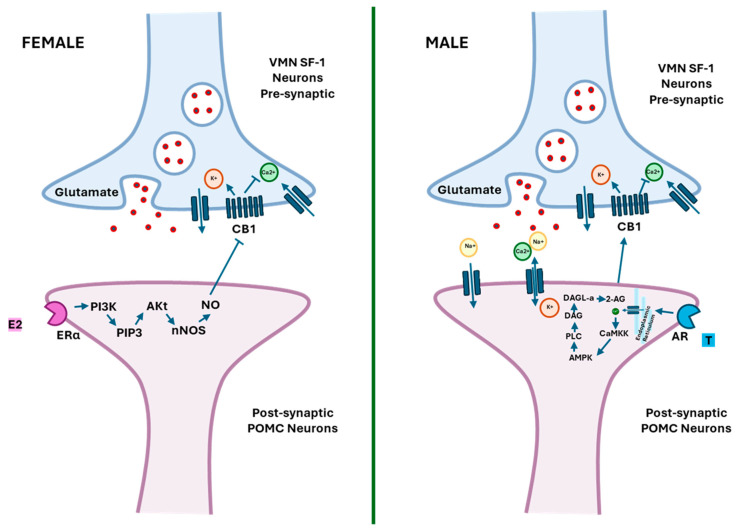 A schematic illustration summarizing the endocannabinoid signaling occurring at VMN SF-1/ARC POMC synapses in females and males. In females, estrogen binding to ERs increases the activity of PI3K and the production of PIP3, which upregulates Akt and stimulates nNOS. Endocannabinoid levels in the synaptic cleft are then reduced by nNOS through the inhibition of their synthesis, the improvement of their catabolism, and the promotion of their reuptake. Moreover, the NO produced may act in a retrograde fashion to uncouple CB1 from its ligands in the glutamatergic nerve terminal. On the other hand, testosterone in males activates a putative membrane AR and raises the levels of intracellular calcium. A calcium increase activates CaMKK and the AMPK complex, improving the production of 2-AG by DAGL-α. The 2-AG release can retrogradely activate presynaptic CB1 in the VNM SF-1 neurons and inhibit calcium entry, ultimately decreasing glutamatergic input. VMN: ventromedial nucleus; SF-1: steroidogenic factor-1; ARC: arcuate nucleus; POMC: proopiomelanocortin; PI3K: phosphatidylinositol-3-kinase; PI3P: phosphatidylinositol-3-phosphate; nNOS: nitric oxide synthase; NO: nitric oxide; CaMKK: calmodulin-dependent protein kinase; AMPK: AMP-activated protein kinase; Akt: protein kinase B; ESRɑ: estrogen receptor ɑ; E2: estradiol; AR: androgen receptor; 2-AG: 2-arachidonoylglycerol; PLC: phospholipase C; DAGL: diacylglycerol lipases; CB1: cannabinoid receptor.