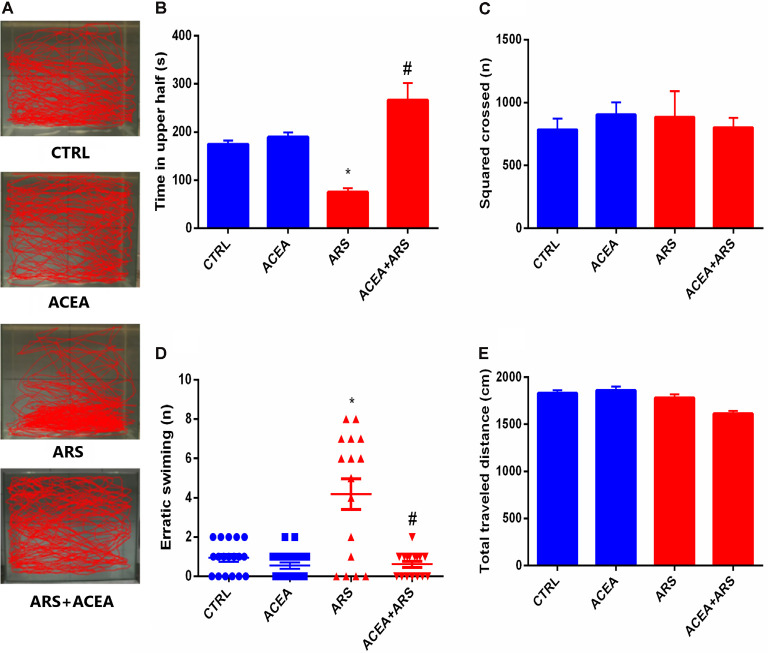 Effect of CB1 agonist on the locomotion (A) and behavior parameters of zebrafish submitted to Acute Restraint Stress (ARS): time spent on top in seconds (B) score crossed (C) erratic swimmer (D) and total traveled distance (E). Values showed as MEAN ± SEM (ANOVA one way, Bonferroni post hoc test. *Compared to control; #compared to ARS p < 0.05).