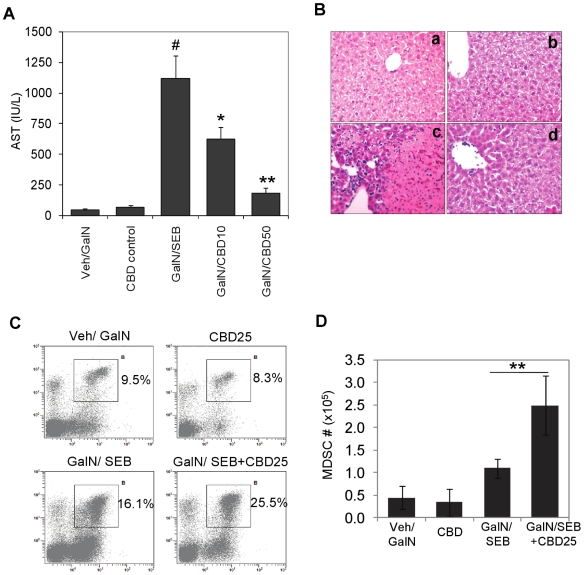CBD attenuates SEB-induced acute liver injury by inducing MDSCs in liver.WT mice (n = 6) were sensitized by injecting D-galactosamine (GalN), 20 mg/mouse in 100 µL PBS (i.p.). After 15 min, SEB was injected (40 µg/mouse, in 100 µL PBS, i.p.). For treatment groups, 10 or 50 mg/kg bd.wt. of CBD was administered i.p. A) Blood was collected at 8 h post SEB injection and serum AST levels were measured. Student's t-test (#p<0.01 compared to Veh/GalN control; *p<0.05, **p<0.01 compared to GalN/SEB). B. Histology: Liver samples after 48 h were fixed and embedded in paraffin. Five µm sections were stained by H&E and analyzed by light microscopy. Representative photomicrographs are shown. a) Veh/GalN, b) CBD50, c) GalN/SEB and d) GalN/SEB+CBD50 (CBD50 = 50 mg/kg). Liver infiltrating cells from the treatment groups as indicated were isolated at 24 h and stained for CD11b and Gr-1 and analyzed by flow cytometry (CBD25 = 25 mg/kg). Representative dot plots are shown with percentages of CD11b+Gr-1+ MDSCs (C). D) Absolute number of MDSCs in liver for each group (n = 4). Student's t-test (**p<0.01 compared to GalN/SEB).
