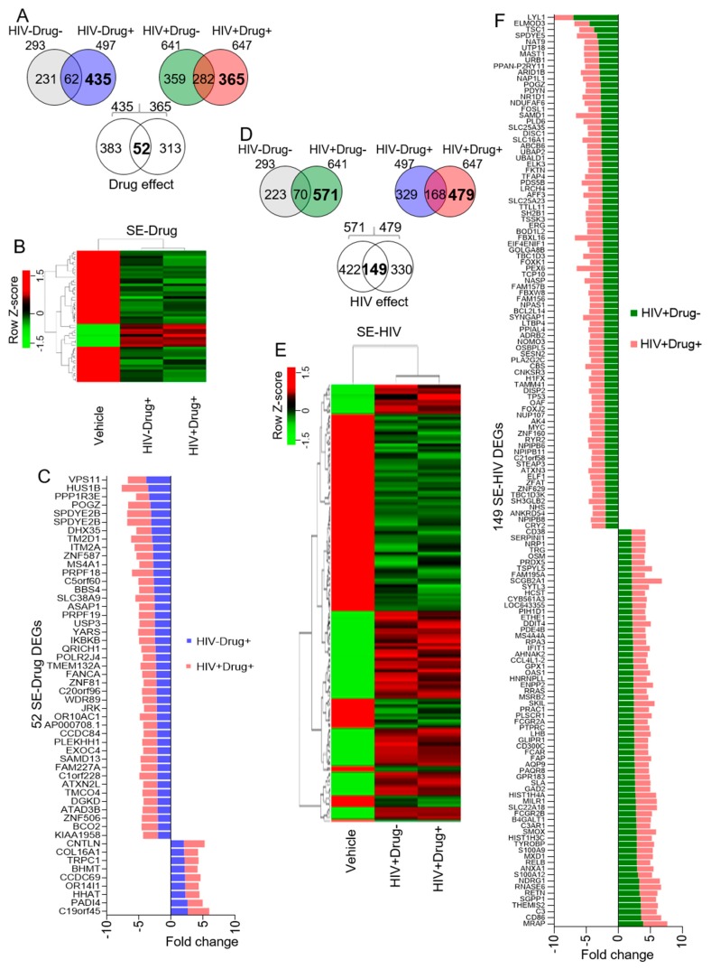 Microarray analysis of SE-treated monocytes showing the effect of psychostimulant use and HIV infection on SE function: (A) Venn diagram showing 52 DEGs exclusive to the alterations induced by treatment with HIV−Drug+ and HIV+Drug+ SE (SE-Drug). (B) Hierarchical clustering heatmap showing the overall and direction of expression of the 52 SE-Drug. (C) Bar graph showing the fold change of the 52 SE-DEGs as compared to vehicle. (D–F) Similar analyses as in Figure 3A–C showing 149 HIV exclusive DEGs in cells treated with HIV+Drug− and HIV+Drug+ SE (SE-HIV). The bold fonts in the Venn diagrams are the numbers of interest.