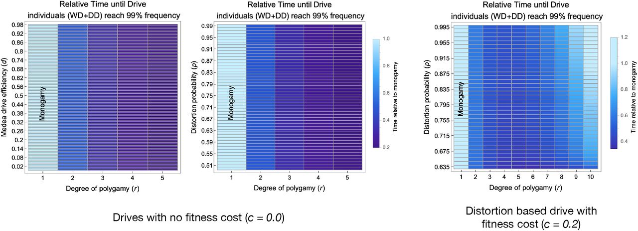 Effect of mating system and drive efficiency on the time for the drive allele to reach 99% frequency.We start from a population consisting of the 99% wild-types (WW) and 1% the drive heterozygotes (DD). The population is evolved until frequency of drive allele carrying individuals (WD + DD) reaches 99% (“fixation”). The left and centre panels do not include a fitness cost attributable to the drive. The left panel shows the fixation time for different degrees of polygamy across the range of Medea efficiency normalised by the time taken in the monogamy case. The central panel shows the fixation time for different degrees of polygamy across the range of distortion efficiency normalised by the time taken in the monogamy case. Both panels show a linear dependence on the degree of polygamy which continues for higher values of r (not shown - available in online code). When including a fitness cost towards carrying a drive allele c = 0.2, the fixation time shown a non linear dependence on the degree of polygamy. For low and high degrees of polygamy it takes longer to fix than for intermediate levels of polygamy. There is also a slight dependence on the efficiency of the distortion drive where lower probability of distortion is still faster for intermediate levels of polygamy as compared to the monogamous case.