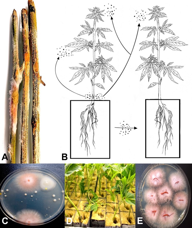 (A) Mycelial growth and sporulation of Fusarium species on cannabis stems. (B) Schematic diagram showing the potential for spread of spores of Fusarium from stem tissues to leaves and flower buds of the same and adjacent plants. As well, spread can occur to adjoining plants by water. (C) Colonies of Fusarium oxysporum detected in hydroponic nutrient solution following plating of samples onto potato dextrose agar + streptomycin sulfate. (D) Damping-off on cuttings of cannabis in rockwool blocks resulting from spread of F. oxysporum and infection of the cut ends of the stem. (E) Colonies of F. oxysporum isolated from roots and stems of infected cuttings shown in (D). Figure 3A reproduced from Can. J. Plant Pathol. 40(4) by permission.