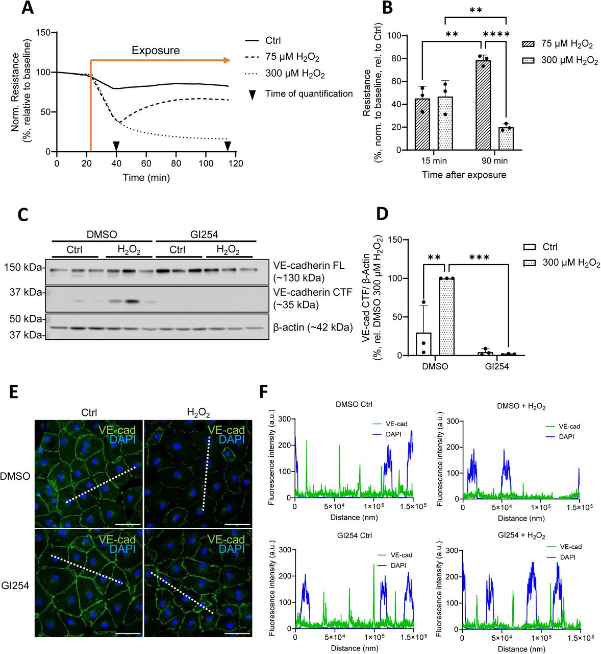 H2O2 induces HPMEC barrier instability and ADAM10-dependent VE-cadherin cleavage.Changes in HPMEC electrical resistance (normalized to baseline levels) were recorded with an ECIS device at 4000 Hz upon application of H2O2 (75 µM, 300 µM) (A). The normalized resistance values 15 and 90 min after exposure were quantified (B). Representative Western blot (from one donor, 3 technical replicates) of the full length (FL) and C-terminal fragment (CTF) levels of VE-cadherin protein in HPMECs 2 h after H2O2 exposure (300 µM) in the presence and absence of the ADAM10 inhibitor GI254023X (GI254, 3 μM) (C). β-actin was probed as a loading control. Normalized levels of VE-Cadherin CTF from these Western blots were quantified (D). (E) Immunofluorescence staining of HPMECs using a VE-cadherin antibody (green) and DAPI (blue), scale bar: 50 µm. Cells were fixed 2 h after H2O2 exposure in the presence and absence of GI254 (3 μM). (F) Fluorescence intensity profiles (measured along the dashed white lines in (E)) of VE-cadherin and DAPI signal. Data reflect the mean (A, B, D) + SD (B, D) from 3 independent donors (n = 3). Significance between means was analyzed using two-way ANOVA and Tukey post hoc tests (B, D); ** p < 0.01, *** p < 0.001, **** p < 0.0001.