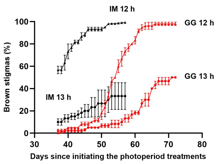 Temporal dynamics of stigma browning on the apical inflorescence of the primary shoot of C. sativa cultivars ‘Incredible Milk’ (IM, black) and ‘Gorilla Glue’ (GG, red) grown under 12 h (triangles) and 13 h (circles) photoperiod treatments. Data are means ± SE of three replicates (n = 3). Error bars are presented for all data but may be obscured for small SE values.