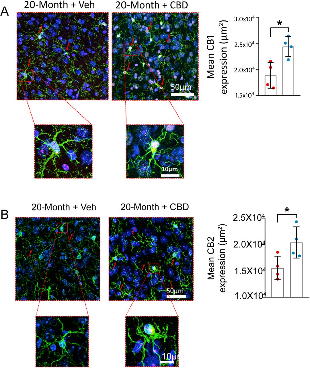 CBD restores CB1 and CB2 receptor expression on microglia in the mPFC of aged mice.Confocal images shows that 20-Month + Veh mice exhibit significantly reduced expression of cannabinoid receptors CB1 (A) and CB2 (B) in the mPFC. CBD treatment effectively reversed these age-related declines in receptor density. Representative confocal images illustrate Green; microglia (IBA1+), Red: cannabinoid receptors (CB1 or CB2 +ve), and Blue: nuclear staining (DAPI +ve). Data are presented as mean ± SEM and analysed using unpaired t-test. *p < 0.05. N = 4 mice per group. CB1: Cannabinoid Receptor 1; CB2: Cannabinoid Receptor 2; CBD: Cannabidiol.