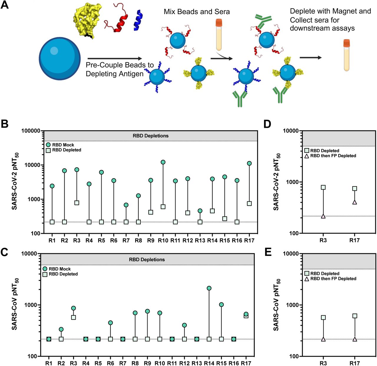 Fusion peptide antibodies contribute to neutralization breadth.(A) Schematic detailing our antigen depletion protocol. Briefly, his-tag or maleimide binding magnetic beads are pre-coupled to the antigen/peptide and mixed with serum. After an incubation the magnetic beads are pulled away using a magnet and serum is collected for downstream assays. Mock depletion is done by mixing serum and beads with no antigen (Created in BioRender).(B-C) Serum samples with high neutralizing activity were subject to RBD based depletion using his-tagged beads or mock depletion using beads with no RBD bound. Mock and depleted serum was tested for neutralizing activity (average of n = 2 technical replicates) against SARS-CoV-2 (C) and SARS-CoV (D).(D-E) Serum samples with remaining neutralizing activity against both SARS-CoV-2 and SARS-CoV from (B-C) were subject to further depletion with the fusion peptide and tested for remaining neutralizing activity (average of n = 2 technical replicates) to SARS-CoV-2 (D) and SARS-CoV (E) after double depletion.