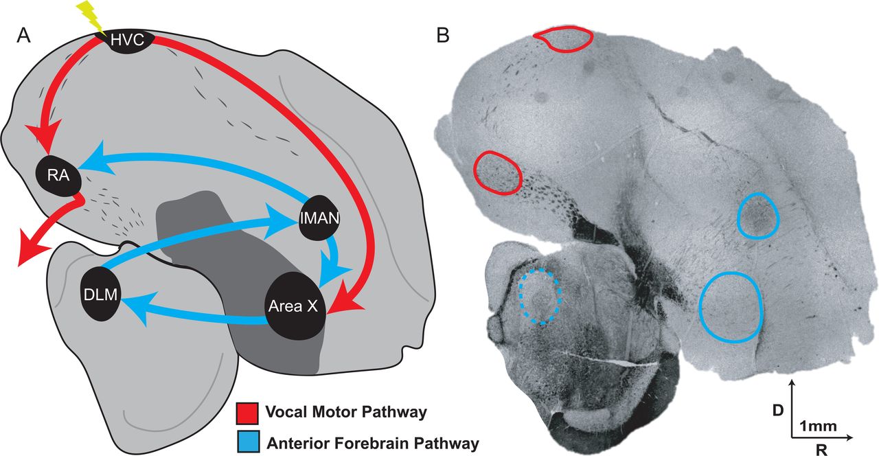 Schematic representation of selected zebra finch song nuclei and some interconnections.(A) Illustration of principal song system regions and pathways. Microlesions (yellow bolt) target the pre-motor cortical-like region HVC (proper name), which projects to the vocal motor nucleus RA (robust nucleus of the arcopallium; red arrows, vocal motor pathway) and the striatal/basal ganglia Area X (blue arrows, anterior forebrain pathway or AFP, a cortico-basal ganglia-thalamic loop critical for vocal learning and sensorimotor maintenance). Additional AFP components include lMAN (lateral magnocellular nucleus of the anterior nidopallium) and DLM (medial portion of the dorsolateral thalamic nucleus, dashed line indicates region is not present in the section shown). (B) Representative coronal section (darkfield image) used to identify song nuclei borders for lesioning, microdissection, and immunohistochemical analyses. Rostral is to the right, dorsal up; arrows = 1 mm. Note the distinct nuclear organization of song regions, contrasting with laminated mammalian cortex, facilitating targeted manipulations in this model.