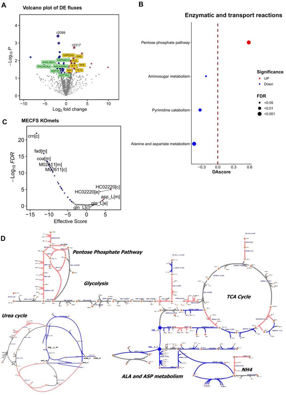 Metabolic modeling of muscle samples of ME/CFS patients. (A) volcano plot of differential changed metabolic fluxes between ME/CFS patients and controls (p-value<0.05, |log2fc| > 0.2). Red, blue and gray points represent significantly increased, decreased, and non-significant pathways, respectively. Four fluxes related to alanine and aspartate metabolism (ASPNATm, ASPTAm, NACASPAH, ASPTA) and two fluxes related to arginine and proline metabolism (4HGLSDm and PHCHGSm) were downregulated and colored by light green. Seven fluxes related to the pentose phosphate pathway (G6PDH2r, PGL, RPE, RPI, TKT1, TKT2, GND) were significantly upregulated and colored by light yellow. Note that r2099 is a transport reaction (Tcdb:2.A.1.13.1) mediated by the SLC16A1 gene, and r2317 is also a transport reaction (Tcdb:2.A.60.1.2) mediated by the SLCO2A1 gene. (B) Pathway analysis differential changed metabolic fluxes between ME/CFS patients and controls (FDR<0.05 and |DAscroe| > 0.2). Red, blue and gray points represent significantly up-regulated, down-regulated, and non-significant pathways, respectively. (C) Metabolite knockout analysis in ME/CFS. Effective scores greater than 0 indicate agonist metabolites, while scores less than 0 indicate antagonist metabolites. Administering an agonist metabolite, e.g. ASP, could potentially rescue the changes observed in patients. (D) Metabolic map of representative pathways metabolic fluxes. The down-regulated reactions are enriched on Alanine and aspartate metabolism in patients. In addition, the down-regulated reactions include reduced urea secretion and a potential increase in NH4 secretion. On the other hand, the up-regulated reactions are enriched on the pentose phosphate pathway.