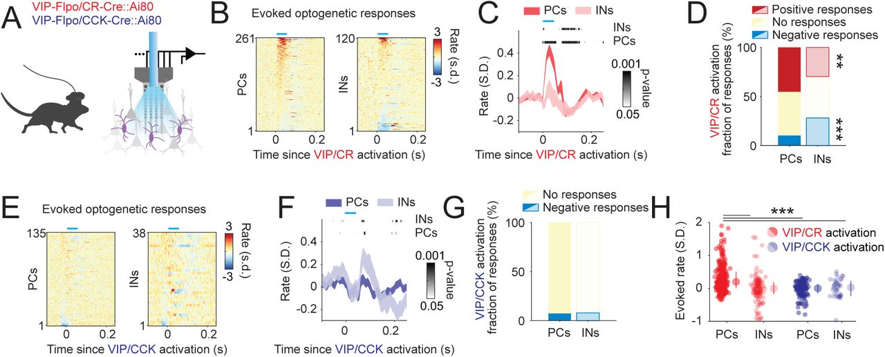 Network effects of the activation of VIP/CR and VIP/CCK INs.(A) Optogenetic activation of VIP/CR and VIP/CCK neurons in freely behaving mice. Combined optical fiber-electrode probes were implanted in VIP-Flpo; CR-Cre; Ai80 and VIP-Flpo; CCK-Cre; Ai80 mice to enable simultaneous stimulation and recording. (B) Peristimulus time histograms (PSTHs) of pyramidal cells and interneurons in the posterior parietal cortex (PTLp) following VIP/CR IN activation, sorted by light stimulus (n = 4 mice). (C) Average firing rate (± s.d.) peri-stimulus time histograms (PSTHs) for pyramidal cells and interneurons. The significance of the average response in each spatial bin was assessed using the Wilcoxon rank test and is shown for both groups. (D) Fraction of positive, negative, and non-significant responses (bootstrap, 1000 repetitions) following VIP/CR IN activation across groups. A higher fraction of pyramidal cells was disinhibited by VIP/CR optogenetic activation (45.2% vs. 30.0%, p = 0.005, Chi-square test). Conversely, a greater fraction of interneurons was suppressed by the same manipulation (10.3% vs. 28.3%, p < 10-5). (E-F) Same as in B-C for VIP/CCK IN activation (n = 2 mice). (G) A comparable fraction of pyramidal cells and interneurons was suppressed by VIP/CCK IN activation (7.4% and 7.8%, p = 0.95). (H) Pyramidal cells were disinhibited by optogenetic activation of VIP/CR INs (two-way ANOVA: effect of optogenetically activated cell group, F1,549 = 16.5, p < 10-4; effect of response group, F1,549= 8.2, p = 0.004; interaction between activated and response groups, F1,549 = 11.8, p < 10-3).