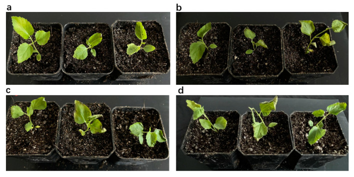 The changes in phenotypes of the blank control (WT), the negative control [2] and MaZIP4-VIGS plants under different copper stress concentrations. (a) coercive concentration of 100 ppm, (b) coercive concentration of 200 ppm, (c) coercive concentration of 400 ppm, (d) coercive concentration of 800 ppm. And from left to right in one photo are CK, MaZIP4-VIGS plants and WT.