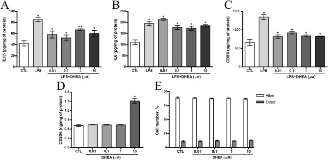 Suppression of pro-inflammatory responses by DHEA in LPS-activated SIM-A9 microglial cells. Level of (A) IL-1β, (B) IL6, (C) CD86, (D) CD206 expression in the microglial cells. (E) A histogram demonstrating the absence of DHEA effect on apoptosis of microglia cells. *Significant differences between “CTL” and “LPS”, “LPS + DHEA” at similar observation points. +Significant differences between “LPS” and “LPS + DHEA” at similar observation points. Data are the mean ± SEM, n = 9 (number of analyzed samples), P < 0.05, (one-way ANOVA, post-test Tukey). Images were prepared with using GIMP 2.10.22 software (http://www.gimp.org/).
