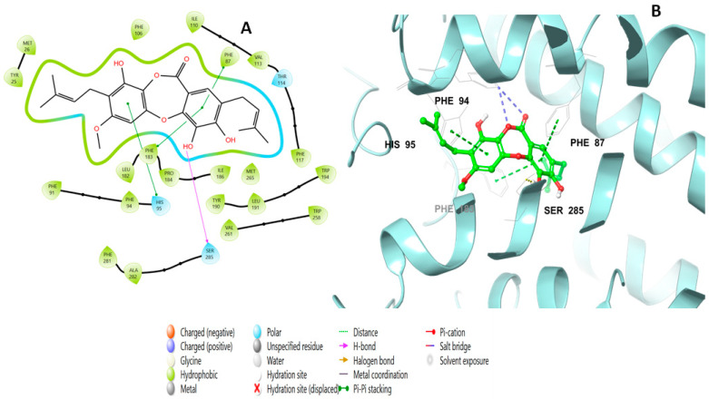 Putative binding mode of paucinervin Q (149) in the binding site of CB2 receptor (PDB-ID: 6KPF). Paucinervin Q (149) is displayed as green sticks. H bonds are displayed as yellow dotted lines, and ionic bonds as blue dotted lines. (A) Two-dimensional view; (B) three-dimensional view of CB2 complexed with paucinervin Q (149).