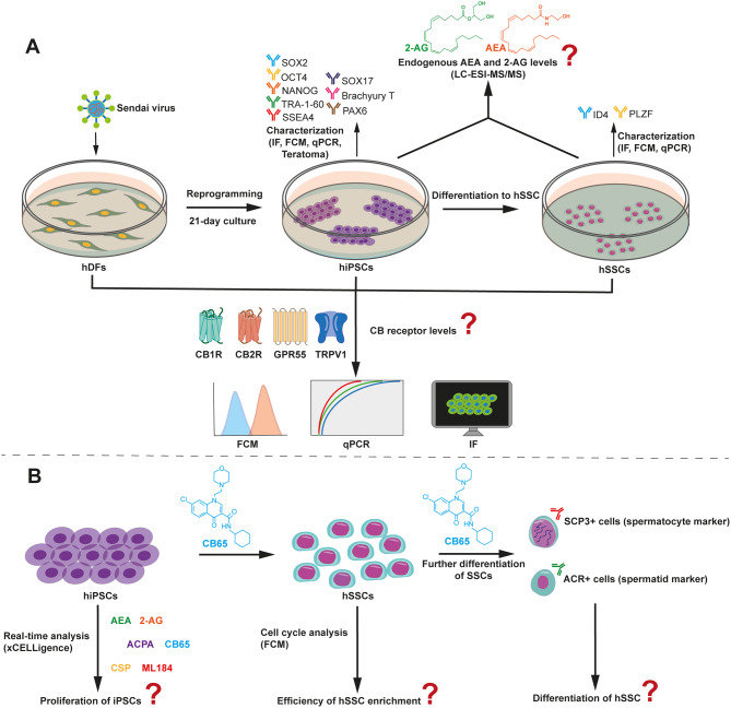 Workflow of the study. A Characterization of hiPSCs, hSSCs and the assessment of ECS involvement. B CB agonistic efficacy on hiPSCs and hSSCs.