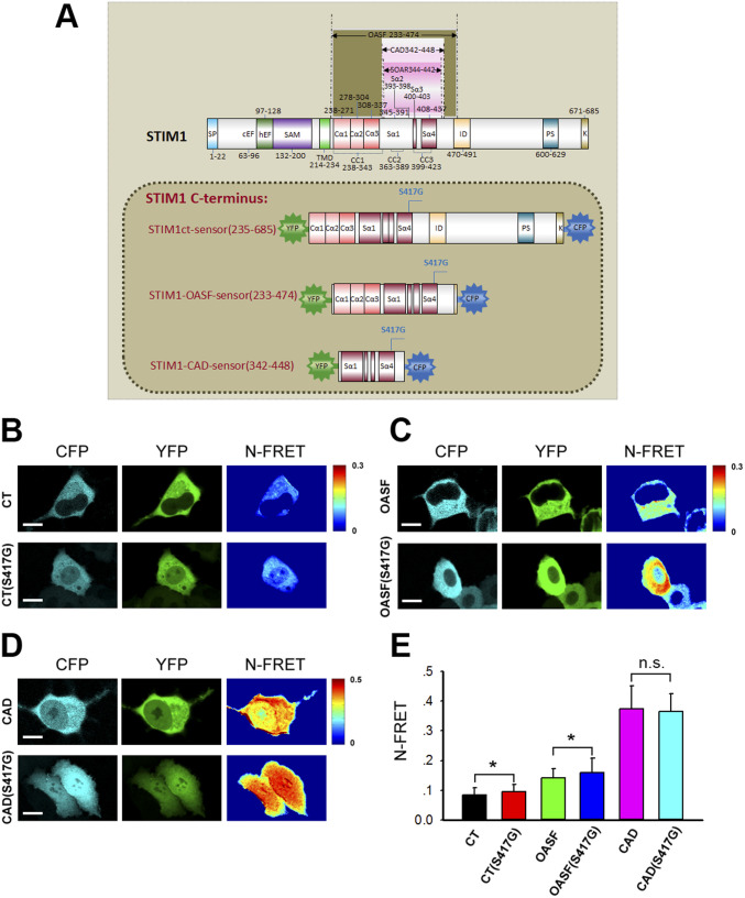 S417G OASF sensor mutant showed a significantly higher FRET than WT OASF.(A) Schematic illustration of STIM1 protein and conformational sensors used in these studies. YFP-CT (S417G)-CFP contains the complete STIM1 C-terminus (S417G); YFP-OASF(S417G)-CFP is the OASF (S417G) region; and YFP-CAD (S417G)-CFP comprises the CAD (S417G) of STIM1. All proteins were labeled with YFP/CFP as shown. (B, C, D) Representative confocal microscopy images of YFP, CFP, and FRET signals from the WT or mutant (S417G) YFP-CT-CFP (aa 233–685), YFP-OASF-CFP (aa 233–474), and YFP-CAD-CFP (aa 342–448) intramolecular FRET sensors expressed in HeLa cells. (E) Block diagram summarizing NFRET of double-labeled STIM1 fragment mutants: YFP–CT–CFP (WT), YFP–CT (S417G)–CFP, YFP–OASF–CFP (WT), YFP–OASF (S417G)–CFP, YFP–CAD–CFP(WT), and YFP–CAD (S417G)–CFP (from left to right, n = 20, 31, 20, 32, 20, and 38). Graphs show mean ± SD. *P < 0.05; **P < 0.001. Bar = 10 μm.