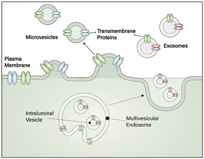Biogenesis, types, and molecular composition of extracellular vesicles (EVs). On the top, a schematic representation illustrates the formation of microvesicles and exosomes. Microvesicles originate from the outward budding of the plasma membrane, whereas exosomes are formed within multivesicular bodies (MVBs) containing intraluminal vesicles and are released into the extracellular space upon fusion with the plasma membrane. On the bottom, the molecular composition of EV membranes is depicted, including transmembrane proteins, functional lipids, glycans, and tetraspanins. The intravesicular content comprises nucleic acids (microRNAs, non-coding RNAs, mRNAs, and DNA), biogenesis-related factors (e.g., ALIX, TSG101, syntenin, ubiquitin), signaling proteins (e.g., protein kinases, G-proteins, ARF6, RAB11, ROCK), and enzymes and chaperones (e.g., peroxidases, pyruvate kinase, enolase, GAPDH, HSP70, HSP90). These components highlight the diverse functional roles of EVs in intercellular communication.
