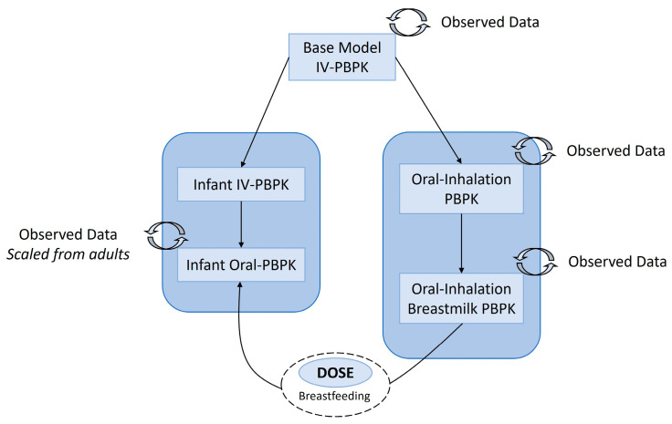 Workflow of model development for the maternal lactation and infant PBPK model. IV, intravenous; PBPK, physiologically based pharmacokinetic model.