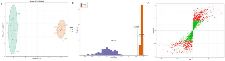 Panel A shows an OPLS-DA score plot with two distinct groups of samples, one group circled in green and the other in orange, indicating clear group separation. Panel B presents a bar histogram for permutation test results, with high R² and Q² values demonstrating strong model validity and low p-values. Panel C displays a scatter plot with red and green points distributed diagonally, visualizing the variable importance or correlation structure for the OPLS-DA model.