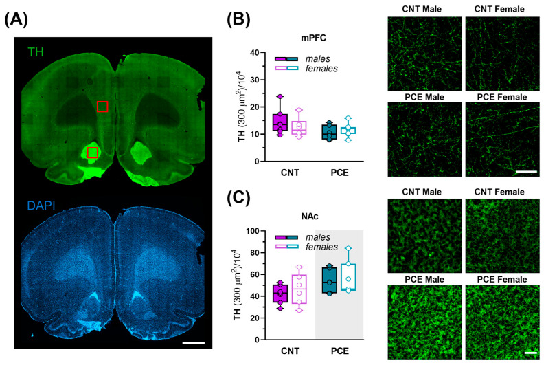 Tyrosine hydroxylase (TH) immunoreactivity in the medial prefrontal cortex (mPFC) and nucleus accumbens (NAc) of PCE and control male and female rats. (A) Representative coronal section immunostained for TH (top, green) and DAPI (bottom, blu). Red squares indicate representative regions of interest for mPFC and NAc. Scale bar: 1000 µm; (B) graph and related images showing the density of TH in the mPFC of control (CNT) and PCE male and female rats (nrat = 6–7). Data are reported as the mean ± SEM. Scale bar: 100 µm. (C) Graph and related images showing the density of TH in the NAc of CNT and PCE male and female rats (2way ANOVA, p = 0.0419, main effect of PCE (shaded gray area), nrat = 6–7). Scale bar: 100 µm. All data are reported as mean ± SEM.