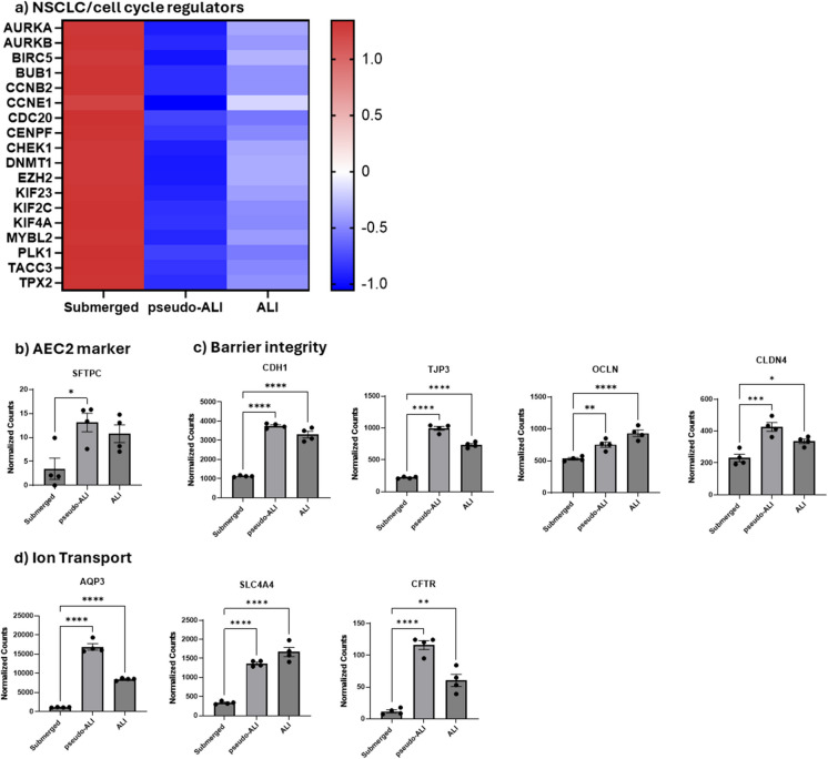 Cells cultured at ALI show decreased markers of NSCLC and increased markers of alveolar epithelial cells. (a) Heatmap displaying z-scores of NSCLC markers and cell cycle regulators across submerged, pseudo-ALI, and ALI culture conditions. (b) Expression of the AEC2 marker SFTPC is elevated in pseudo-ALI and ALI cultures. (c-d) Culturing cells at ALI enhances the expression of genes associated with alveolar functions, including (c) barrier integrity markers CDH1, TJP3, OCLN, and CLDN4 and (d) ion transport-related genes AQP3, SLC4A4, and CFTR. Statistical analysis was performed using two-way ANOVA followed by Dunnett’s test (*p < 0.05, **p < 0.01, ***p < 0.001, ****p < 0.0001)