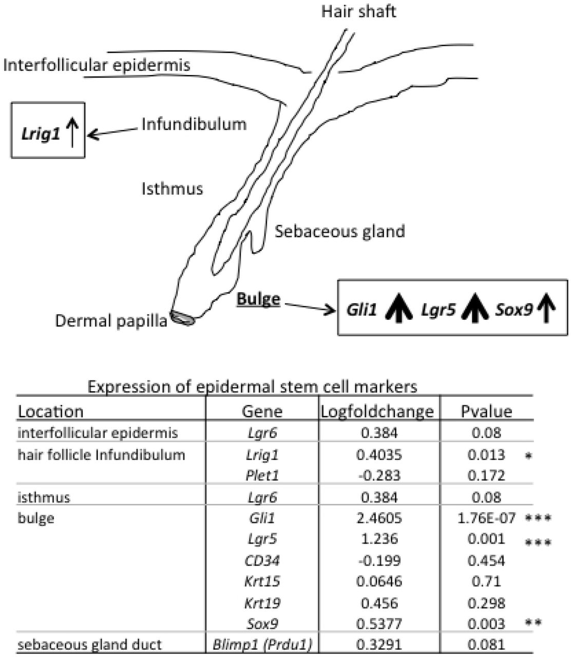 Comparison of the expression of hair follicle marker genes.Hair follicle genes related to the bulge were significantly up-regulated in the mice exposed to BCP compared to Oil group. PValues show the results of comparison between BCP and Oil groups. *: P<0.05, **: P<0.01, ***: P<0.001.