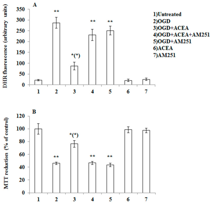 CB1 stimulation with arachidonyl-2′-chloroethylamide (ACEA) prevents OGD-induced ROS formation as well as toxicity in primary cortical neurons. (A) DHR-loaded cells, were incubated for 15 min with AM251 (0.5 µM), exposed to ACEA (0.5 µM) for an additional 15 min and, finally, subjected to OGD (60 min). After 1.5 h incubation under normoxic conditions, the cells were analyzed with a fluorescence microscope as described in Figure 1. Results expressed as arbitrary units represent the mean ± SEM calculated from three to five separate experiments, each performed in duplicate. * p < 0.05, ** p < 0.001 vs. control cells; (*) p < 0.001 vs. OGD-treated cells (one-way ANOVA followed by Bonferroni test). (B) Neurons were treated as in (A), exposed to OGD for 60 min, and after 20 h under normoxic conditions, were analyzed for cell viability using the MTT assay. Results represent the mean ± SEM of three to five separate experiments, each performed in duplicate. * p < 0.05, ** p < 0.001 vs. control cells; (*) p < 0.01 compared to OGD-treated cells (one-way ANOVA followed by Bonferroni test).