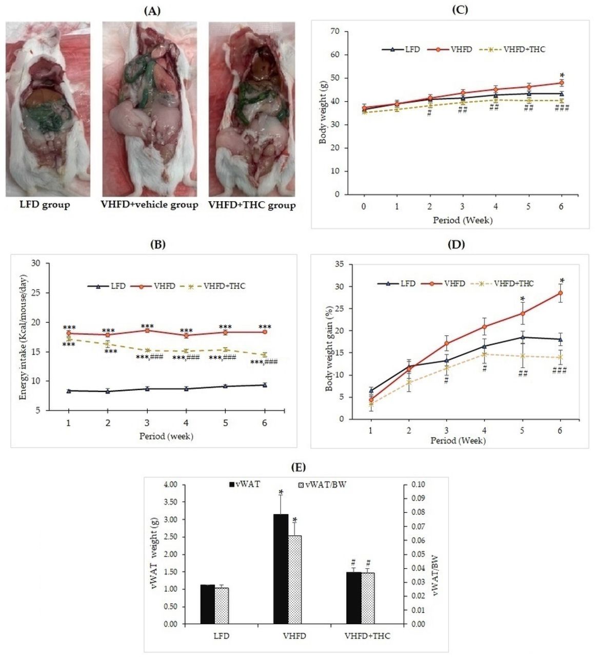 Effects of THC on characteristics of VHFD-induced obese mice:(A) Autopsy examination of adipose tissue distribution after 6 weeks of treatment; (B) Energy intake-time curve; (C) Body weight-time curve; (D) Body weight gain-time curve; and (E) Visceral fat weight and relative adipose tissue. Data are presented as mean ± SEM. *p < 0.05 and ***p < 0.001 vs. LFD group; #p < 0.05, ##p < 0.005, and ###p < 0.001 vs. VHFD group.