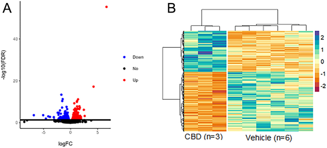 Volcano plot (A) and heatmap (B) of DE genes between livers of 3-month-old CBD-exposed and vehicle-exposed male offspring. RNA-Seq was performed on livers from 3-month-old male vehicle-exposed (n = 6) and CBD-exposed (n = 3) offspring. Using an FDR < 0.05 to define significance, there were 191 upregulated genes, and 277 downregulated genes. A) The log2 of the fold change plotted against the log10 of the FDR for all genes in the DE comparison. B) Heatmap created using the log2 normalized CPM values for all DE genes (rows) and samples (columns). Values were centered and scaled across rows for comparison, and clustered using Ward’s clustering algorithm.