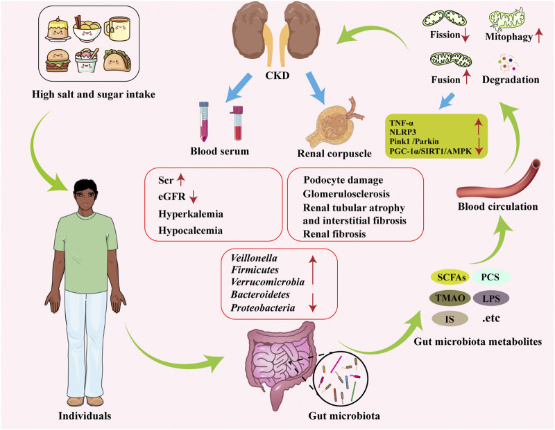 Illustration showing the effects of high salt and sugar intake on individuals leading to changes in gut microbiota composition, altered gut metabolites, impaired blood circulation, and contributing to chronic kidney disease through inflammation, fibrosis, and mitochondrial dysfunction.