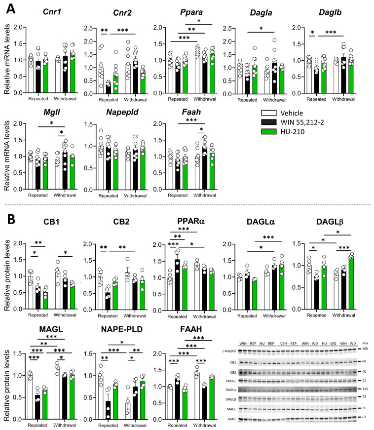 Repeated administration and withdrawal of WIN 55,212-2 and HU-210 on the endocannabinoid system markers of gene expression (A) and protein levels (B) in the prefrontal cortex. Two-way analysis of variance (ANOVA), whose factors were dependence (repeated administration vs. withdrawal) and drug (vehicle vs. WIN 55,212-2 or HU-210) followed by Tukey post hoc test for multiple comparisons between two groups (*). A p value < 0.05 was considered statistically significant (* = p < 0.05, ** = p < 0.01, *** = p < 0.001).