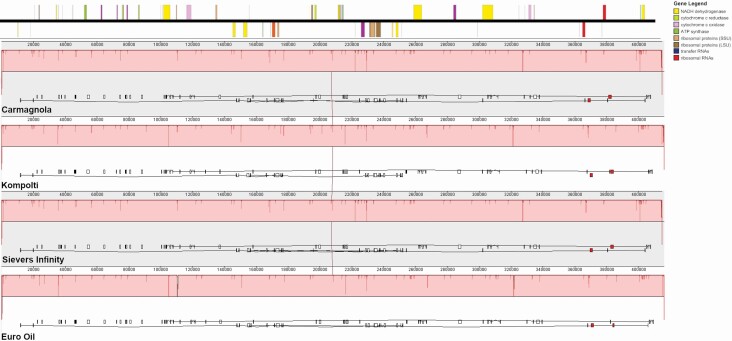 Synteny plot of four hemp haplotypes: Carmagnola (KR_059940), Kompolti (MT361981.1), Euro Oil (MT557709) and Sievers Infinity (KU363807.1). Genetic content for the reference (Carmagnola) is shown at the top of the figure and the figure legend (top right) shows what each coloured object represents. All haplotypes were of similar size (400 kb) and they are aligned to each other.