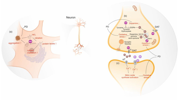 Parkinson’s disease neurotoxic pathways triggered by amphetamine-type stimulants. (a) Amphetamine-like stimulants can promote the formation of protein aggregates by (i) increasing the α-syn level; (ii) bind tightly to N-terminus of intrinsically unstructured α-syn adopting a folded conformation; (iii) post-translational modification of α-syn by nitration; (b) decrease the dopamine levels; (c) generation of ROS by (i) dysregulated cellular Ca2+ which activate nitric oxide synthetase or (ii) dopamine oxidation.