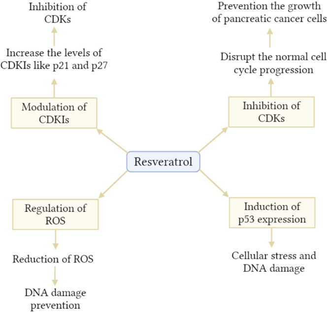 Mechanisms via which resveratrol inhibits the cell cycle in the context of pancreatic cancer prevention. CDK, cyclin‐dependent kinase; CDKIs, cyclin‐dependent kinase inhibitors; ROS, reactive oxygen species.