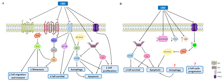 Antitumor effects mediated by CBD on TNBC and ER+ breast cancer. (A) In TNBC, CBD decreases cell proliferation by activating TRPV1 and PPAR, through the inhibition of cyclin D1 and mTOR, promoting apoptosis, which is also caused by autophagy through the induction of endoplasmic reticulum stress, leading to the inhibition of AKT and mTOR signaling. The inhibition of EGFR decreases cell survival, through the inhibition of either AKT or NF-kB, and downregulation of the Raf-1/MEK/ERK signaling pathway, which decreases the metastatic potential directly or through the inhibition of Id-1. The latter can also be promoted by ROS. (B) In ER+ breast tumors, CBD, through the activation of PPAR, induces inhibition of mTOR and cyclin D1, causing apoptosis and a reduction in cell survival. CBD can also induce apoptosis through the activation of TRPV1 via endoplasmic reticulum stress. CBD inhibits aromatase and decreases its protein levels, downregulates ERα and upregulates ERβ. D1: cyclin D1; ERα: estrogen receptor α; ERβ: estrogen receptor β; ER stress: endoplasmic reticulum stress; mTOR: mammalian target or rapamycin; PPAR: peroxisome proliferator-activated receptor; ROS: reactive oxygen species; TRPV1: transient receptor potential vanilloid 1; AKT: protein kinase B; CB1: cannabinoid receptor 1; CB2: cannabinoid receptor 2; EGFR: epidermal growth factor receptor; ERK: extracellular signal-regulated kinase; MEK: mitogen-activated protein kinase kinase; NF-kB: nuclear factor kB; Raf-1: proto-oncogene Raf-1.