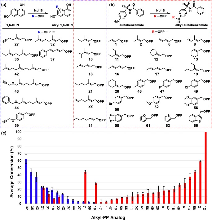 Donor profiles of wild-type NphB-catalyzed reactions with acceptors 1,6-DHN and sulfabenzamide. a The general reaction scheme of donor screening with 1,6-DHN and the utilized alkyl-PP donors (boxed in blue). b The general reaction scheme of donor screening with sulfabenzamide and the utilized alkyl-PP donors (boxed in red). Analogs contained in both boxes were utilized with both acceptors. c Conversion rates of successful analytical scale reactions between aromatic acceptors and alkyl-PP donors, using the same color scheme as in a and b. Each reaction was carried out in a 20-μL volume and contained 1.2 mM alkyl-PP analog, 1 mM 1,6-DHN or sulfabenzamide, and 6 μM purified NphB in a reaction buffer consisting of 25 mM Tris pH 8.0, 5 mM MgCl2, 50 mM KCl incubated at 35 °C for 16 h