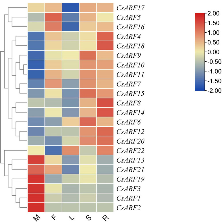 Tissue-special expression analysis of CsARF genes in cannabis ‘USO14’ monoecious cultivars. M: male flower; F: female flower; L:leaf; S:stem; R:root.